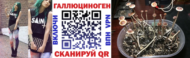 Галлюциногенные грибы Psilocybine cubensis  Белозерск 